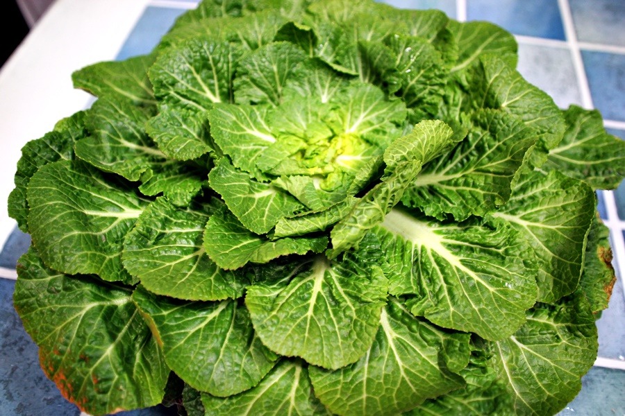 봄동 비빔밥
